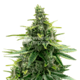 Product image for Diesel Autoflower Seeds