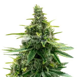 Photo of Diesel Autoflower Seeds