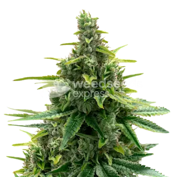Photo of Diesel Autoflower Seeds