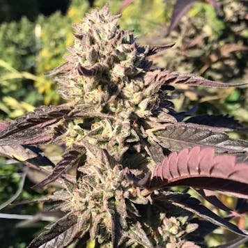 Photo of Ice Cream Cake .3 gram Pre Roll five pack