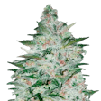Product image for Tropicana Cookies Feminized Seeds
