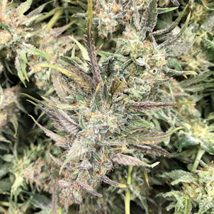 Photo of Fortune Cookies Flower