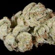 Product image for GG (Gorilla-Glue)