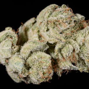 Photo of GG (Gorilla-Glue)