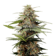 Product image for Tangerine Dream Autoflower Seeds