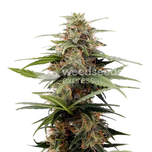 Photo of Tangerine Dream Autoflower Seeds