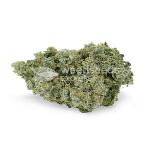 Photo of Jack Herer Autoflower Seeds