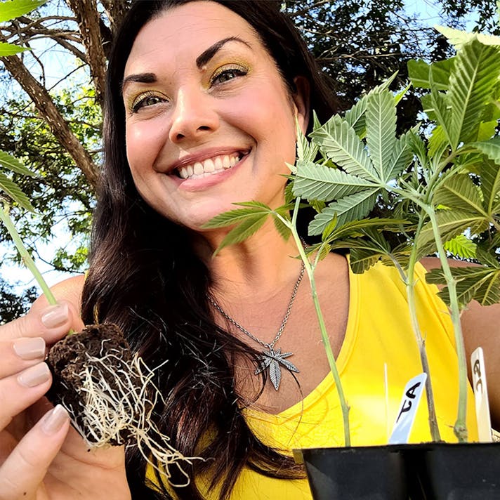 Marijuana Clones Online Peanut Butter Breath Clones Shipping To All