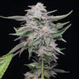 Product image for Platinum Lemon Cherry Gelato (feminized)