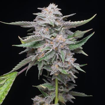 Photo of Platinum Lemon Cherry Gelato (feminized)