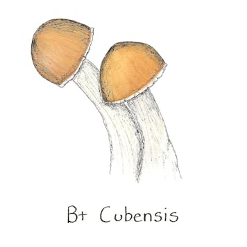 Photo of B+ Spore Syringe