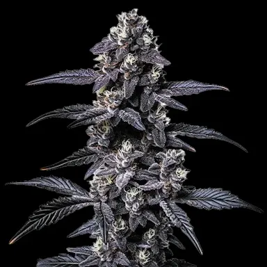 Zoap Feminized | North Atlantic Seed