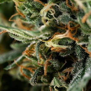 Photo of BC Organic Creek Congo