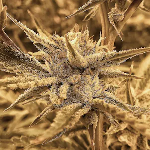 Photo of Sour Diesel x Animal Cookies