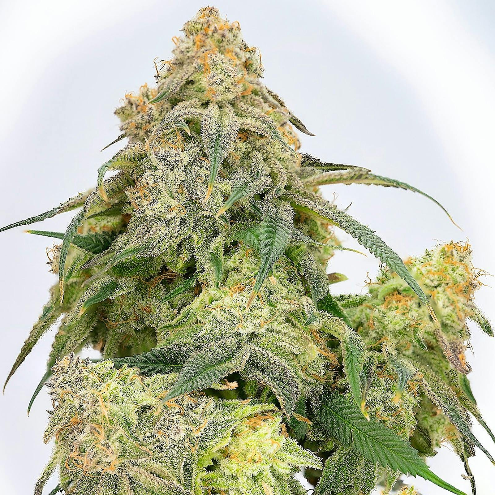 Chronicseur Farms Banana Punch Sativa Hybrid Leafly