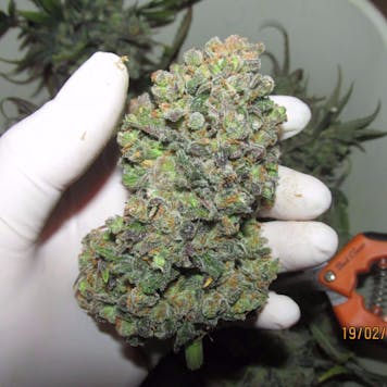 Photo of Rhino Ryder