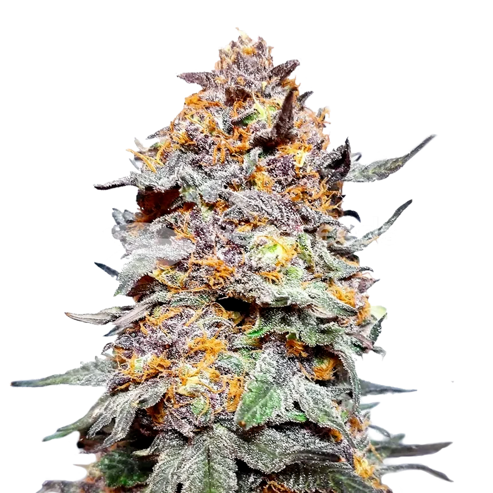 WeedSeedsExpress: Granddaddy Purple Autoflower Seeds | Leafly