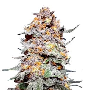 Photo of Granddaddy Purple Autoflower Seeds