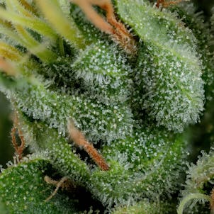 Photo of BC Organic SFV OG Kush