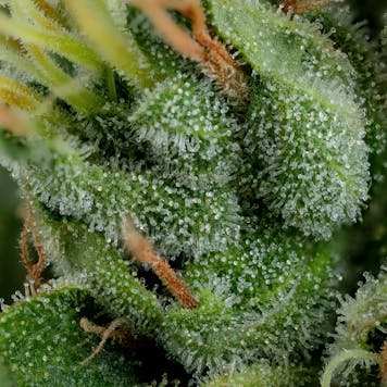 Photo of BC Organic SFV OG Kush