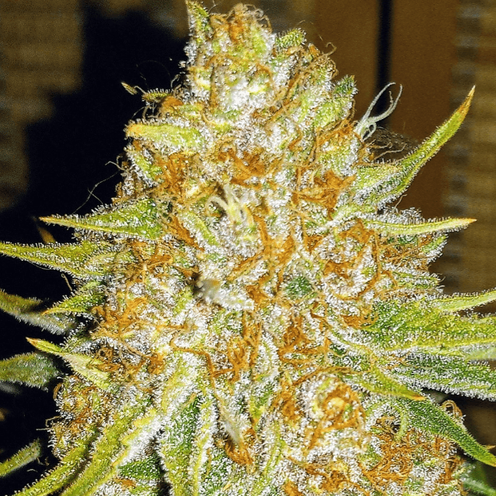 Fast Buds Autoflowering Cannabis Seeds: GG4 Sherbet FF | Fast Buds ...