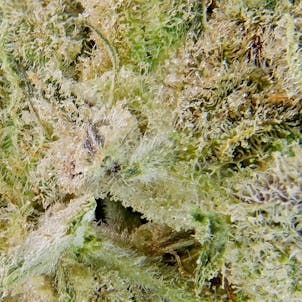 Photo of Grape Kush Mints