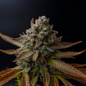 Photo of Wild Thailand