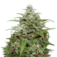 Magnum Autoflower Seeds