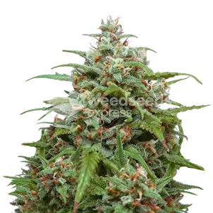 Photo of Magnum Autoflower Seeds