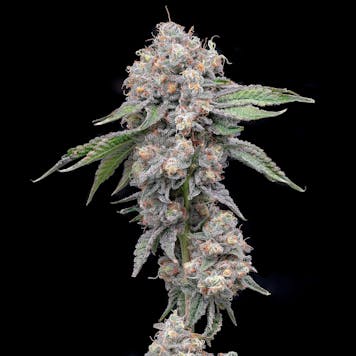 Photo of Cake Batter