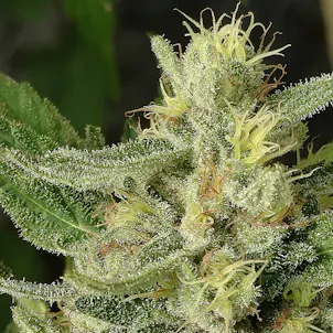 Photo of Maui Magilla Glue