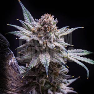 Photo of Frosty Blue OG