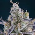 Product image for Killer Grape (Killer Queen x Querkle)