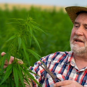 Photo of Orange Cream Tincture - 500mg Full Spectrum CBD Oil