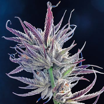 Photo of 3C Project Blue Book