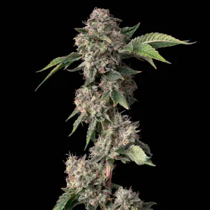 Photo of Medellin 1g Preroll