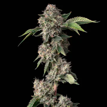 Photo of Medellin 1g Preroll