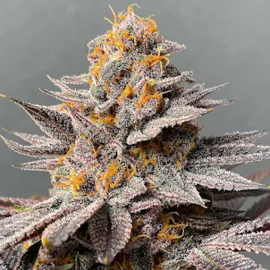 Photo of Slapz (feminized)