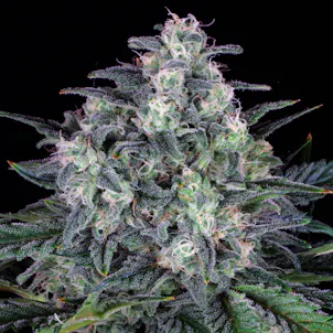 Photo of ORIGINAL CHEESE (IBL)