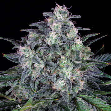 Photo of ORIGINAL CHEESE (IBL)