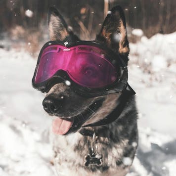 Photo of Premium CBD Dog Treats