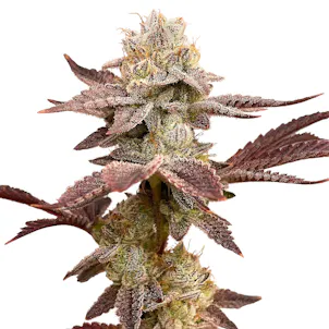 Photo of Magic Monkey