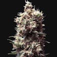 Product image for Tropicana Cookies Purple Feminized