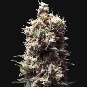 Photo of Tropicana Cookies Purple Feminized