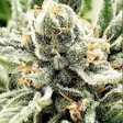 Product image for Cherry Chocolate Chip CBD Hemp Seeds Feminized