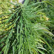 Product image for Skunk Hill Haze