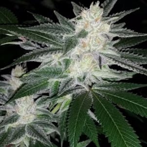 Photo of Blueberry - Healthy clones