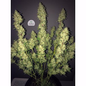 Photo of Rhino Ryder