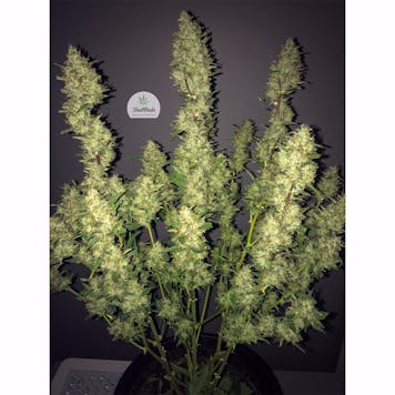 Photo of Rhino Ryder