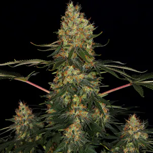 Photo of CALIFORNIAN GOLD